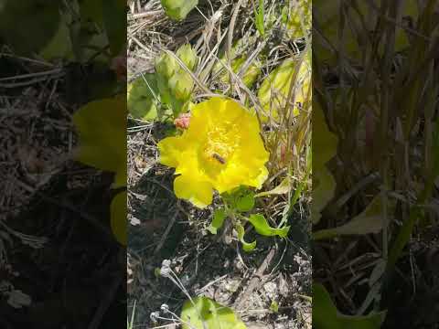 Look at This! #pricklypear #cactus #flower #honeyb 