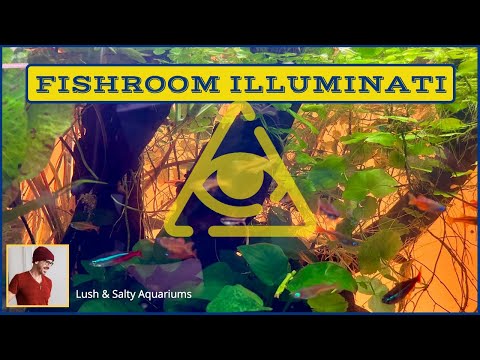 More New Fish! “Illuminating” Aquarium Update. A lot has evolved in this “partial Blackwater” aquarium as now it is essentially a planted aquar