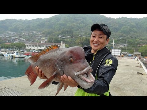 広島県豊島のカンダイ実釣!!  アタリから取り込みまでのノーカット映像に収録成功