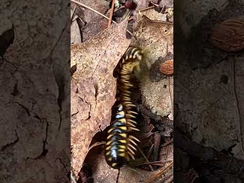 Creepy footage of centipede being eaten alive. Can you guess by what?