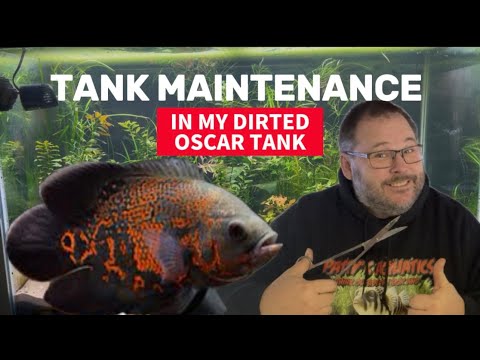Tank Maintenance In A Dirted Oscar Cichlid Aquariu Want to know exactly the type of maintenance I perform on my dirted Oscar cichlid aquarium? Well thi