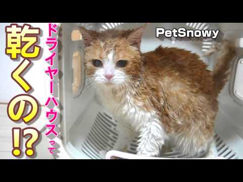 初めてペットドライヤーハウスを使ったら快適すぎた猫【PetSnowy】SMILEペットドライヤーハウス