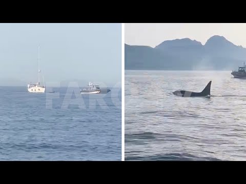 Un grupo de orcas 'ataca' a un velero cerca de Benítez