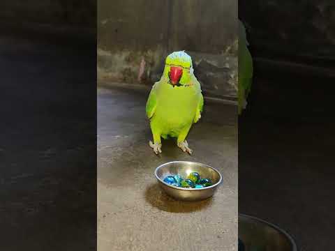 mithu amazing talking parrot🦜 #talkingparot #petbird#nonstoptalkingparrot #parrot #viralshort #reels