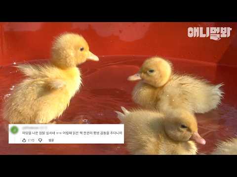 [댓글모음집] 마당을 나온 암탉 현실판🪿#<strong>동물농장</strong> #동물농장모음집 #animalfarm
