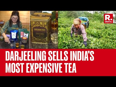 Darjeeling Sets Record with India's Most Expensive Tea Priced at Rs 1.5 Lakh per kg