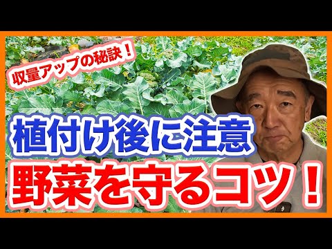 家庭菜園や農園の秋冬野菜栽培は植え付け後に要注意！暑さや病害虫の管理ポイントと秋冬野菜の育て方！【農家直伝】