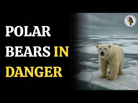 Arctic's Last Ice Refuge Melting Fast | WION Podcast