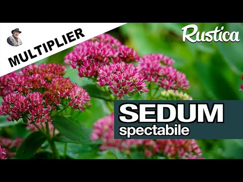 Orpin Sedum spectabile : le Multiplier par division de touffe