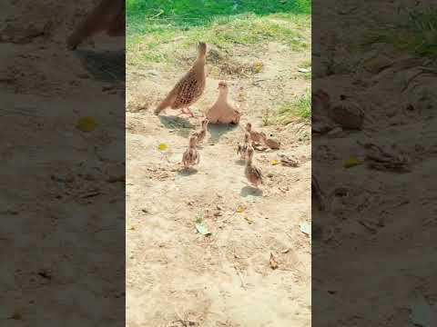 teetar family 🥰#viral #foryou