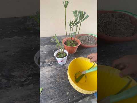 Ese Chori ❌ nhi khte 👍 #shorts #ytshorts #short #gardening #terracegarden