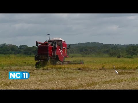 Agricultores advierten sobre ruta de arroz