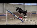 Show jumping horse Te koop van eigen fok: zeer chique merrie Lumière le Sage Z