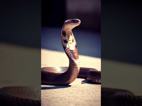 Cobra Eating Snake #cobra