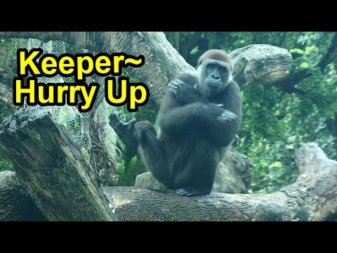 Gorilla Tayari, Jabali can