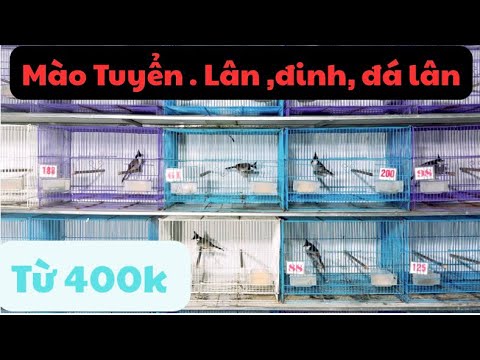 Mào Bao Trống .Giá Rẻ 🔥. mào Lân , đinh , đá lân ... Bộ đẹp ✅✅