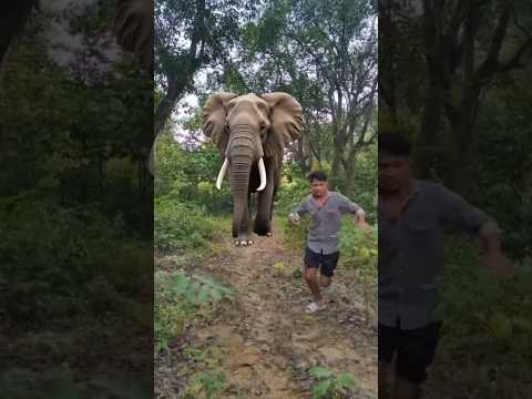 elephant attack 🐘 #shorts #viral #trending #whatsappstatus #elephant #shortvideo