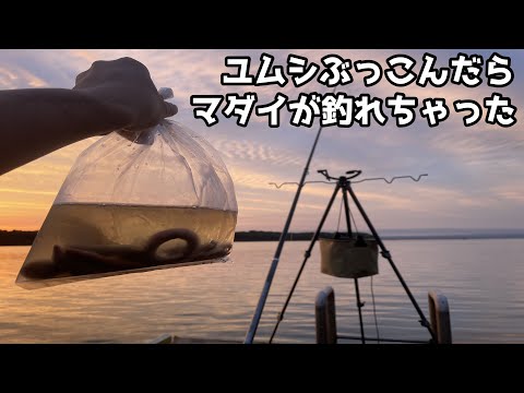 ユムシぶっこんだらマダイ釣れちゃった
