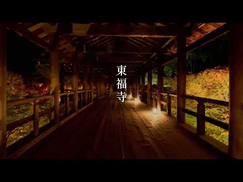 【WEB動画】2025年 東福寺（夜間） 秋の特別拝観