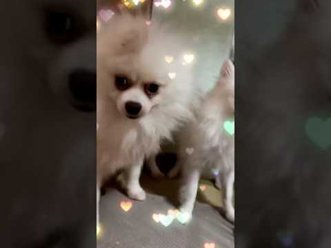サムエドカフェみたいな犬🐶流行りのダンス踊ってみた #vlog #ナルトダンス #ポメラニアン