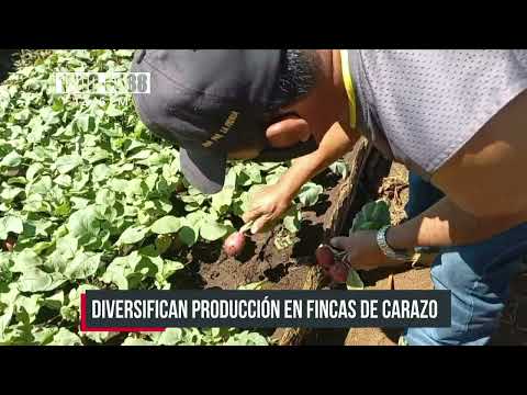 Diversifican producción en fincas de Carazo gracias al apoyo del INTA - Nicaragua