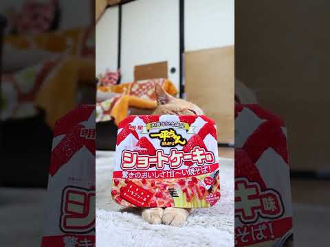 猫の動画サムネイル - 一平ちゃん夜店の焼そば ショートケーキ味　250707　#のせ猫　 #cat #cute #ネコ #猫のいる暮らし #ねこ #cutecat #猫のいる生活　 #kitten