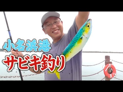 小名浜港でサビキ釣り絶好調！デカサバの群れが入って入れ食い状態！　夏の小名浜港の釣り！いわき市絶好調！