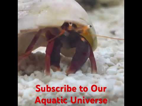 Sebastian the hermit crab #newyoutuber #subscriber @Bottom_of_the_Chat-w-MikeB 
#asmr #curlyhair #music #newvideo #curlynatural #dance #aqua #aquarium 
