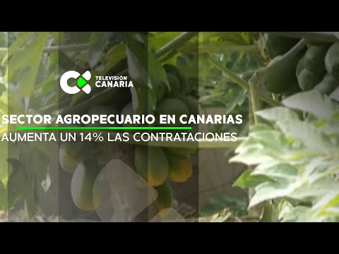 El sector agropecuario en Canarias aumenta en más de un 14% sus contrataciones