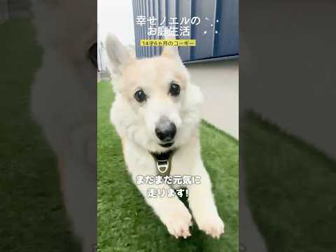 走る14才6ヶ月のコーギー🦊‼️