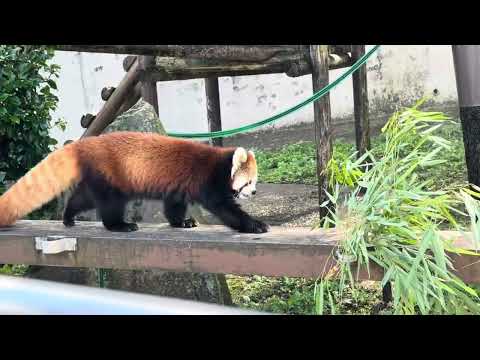 令花ちゃんとレッサーパンダのリンゴの香り体験　大森山動物園2025年秋 サムネイル