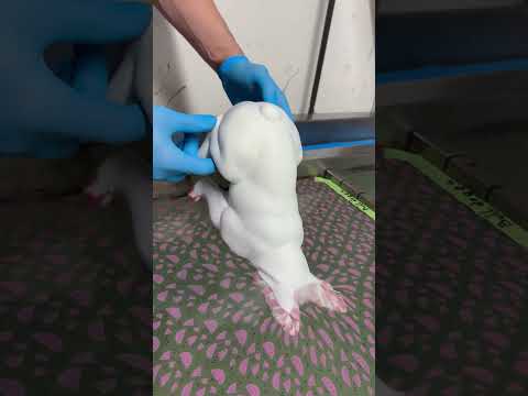 Hydro Dipping Bulldoge #satisfying #shorts #dog #melon