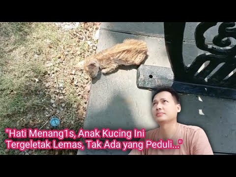 "Hati ini Sedih ❗Anak Kucing Ini Tergeletak Lemas, Tak Ada yang Peduli..."