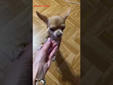 hehe  #собака #chihuahua #chihuahuafanclub #собака #funnyanimal #chiuahua #pets #funny #yourcat