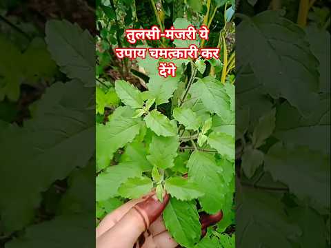 तुलसी-मंजरी ये उपाय चमत्कारी कर देंगे#शॉर्ट वीडियो 🙏👍#shorts #babifreitas