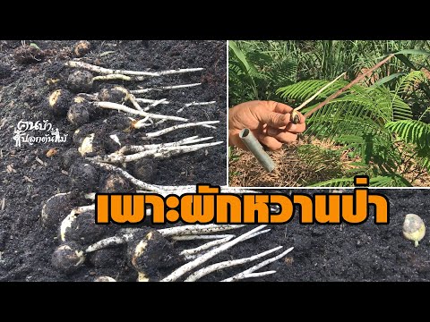 เพาะผักหวานป่า-และนำไปปลูกคนบ้ เพาะผักหวานป่า-และนำไปปลูกคนบ้