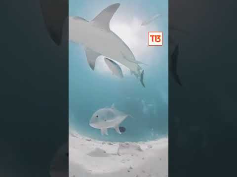 Impresionante: un tiburón se traga la cámara de un buzo y termina grabando el interior de su cuerpo