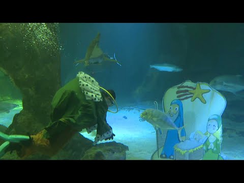 Zoo de Madrid arranca los días navideños con su tradicional Belén en el tanque de tiburones