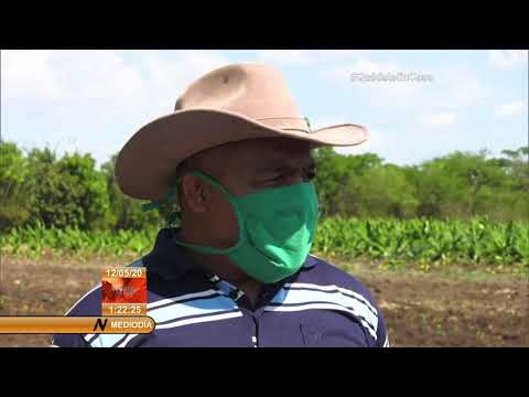Continúa producciones mayor polo agropecuario de municipio santiaguero