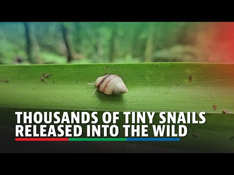 Thousands of tiny snails released into the wild