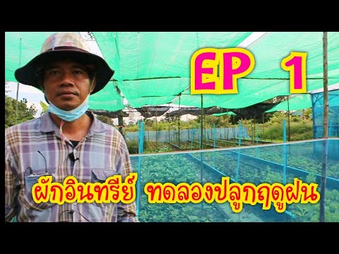 EP-1---ผักอินทรีย์ทดลองปลูกฤดู EP-1---ผักอินทรีย์ทดลองปลูกฤดู