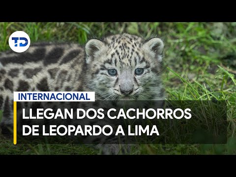 Presentan a dos cachorros de leopardo en el zoolo?gico de Lima, Peru?