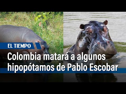 Colombia matará a algunos hipopótamos de Pablo Escobar | El Tiempo