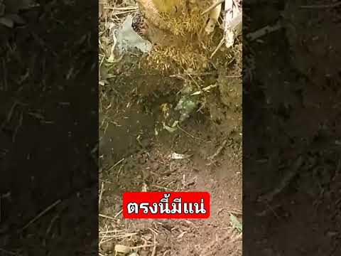 หาหน่อไม้ใต้ดินภัตตาคารบ้านนา