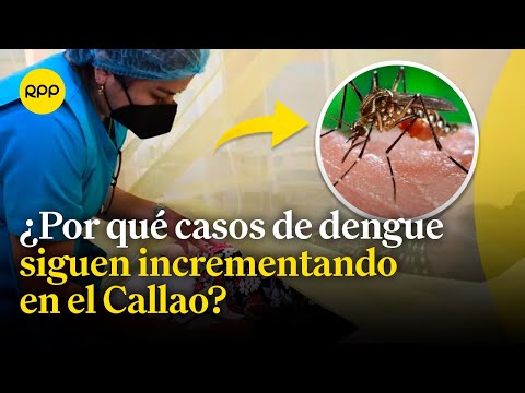 ¿Por qué los casos de dengue siguen incrementando en el Callao?