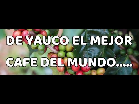 @lodijojr - YAUCO PRODUCTOR DEL MEJOR CAFE DEL MUNDO , DON REY GERALDO