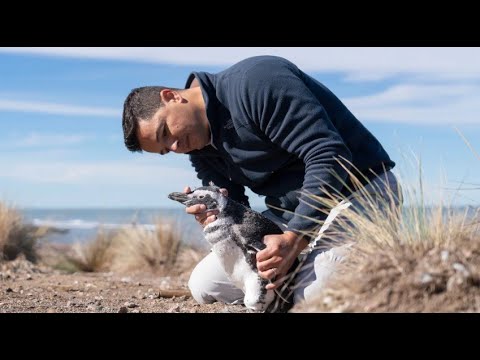 EN VIVO | Pablo García Borboroglu, Biólogo Argentino Fundador de Global Penguin Society