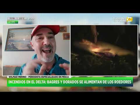 Incendios en el Delta: Bagres y Dorados se alimentan de los roedores en Hoy Nos Toca a las Diez