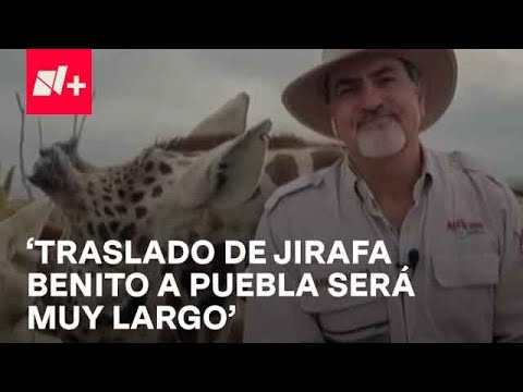 ¿Cómo será el traslado de la jirafa ‘Benito’ a Puebla?; Director de Africam Safari para Despierta