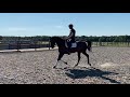 Dressage horse ⚜️5 jarige ruin  ⚜️⚜️ Nieuw paard ⚜️